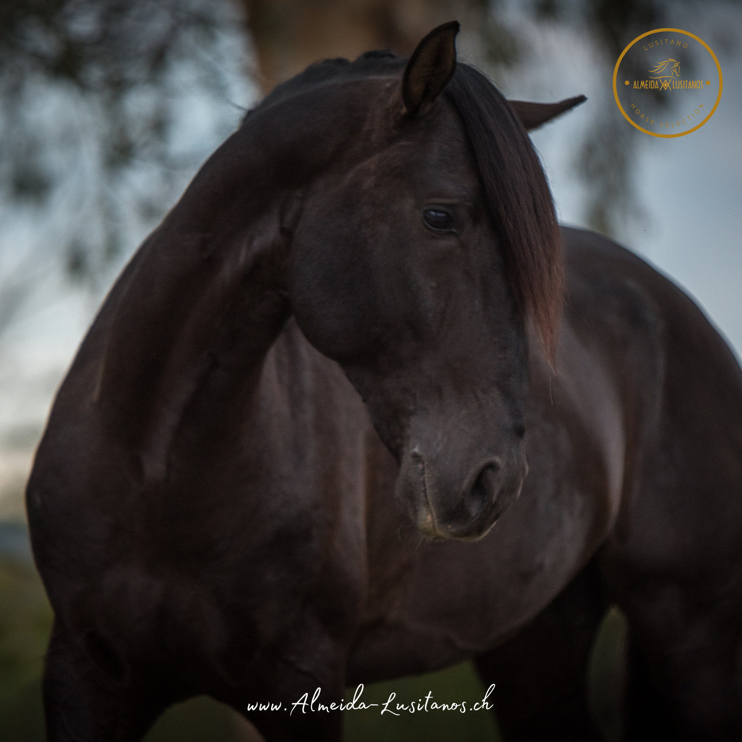 Lazaro – Stallion approved for breeding