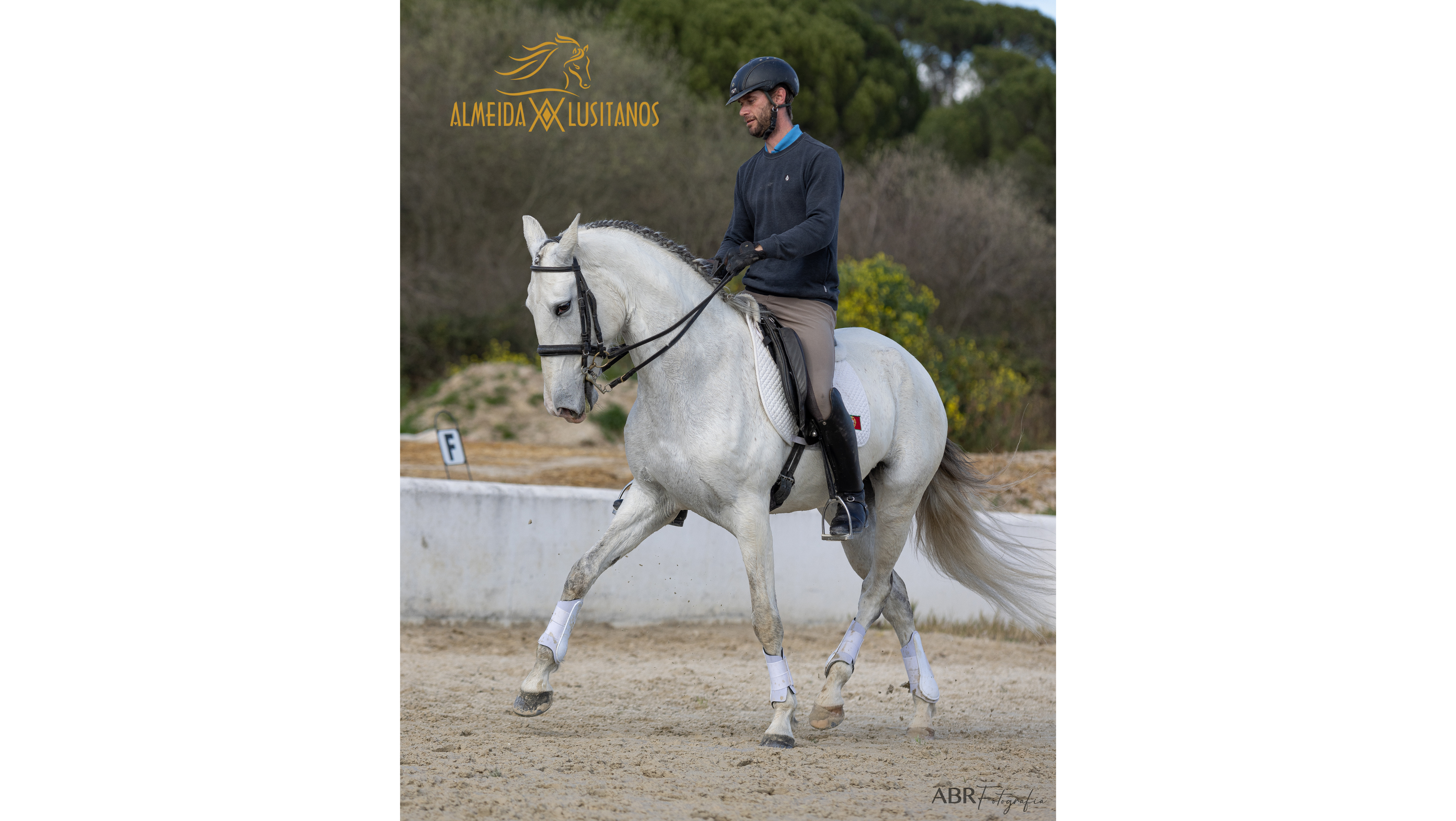 Lusitano mare 11 years well trained