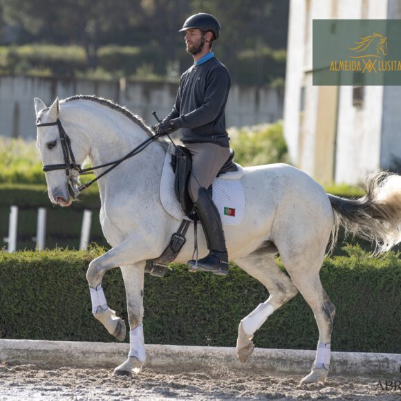 Talented 11 year old Lusitano mare for sale